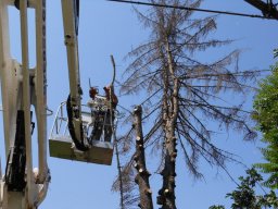 Potatura degli alberi